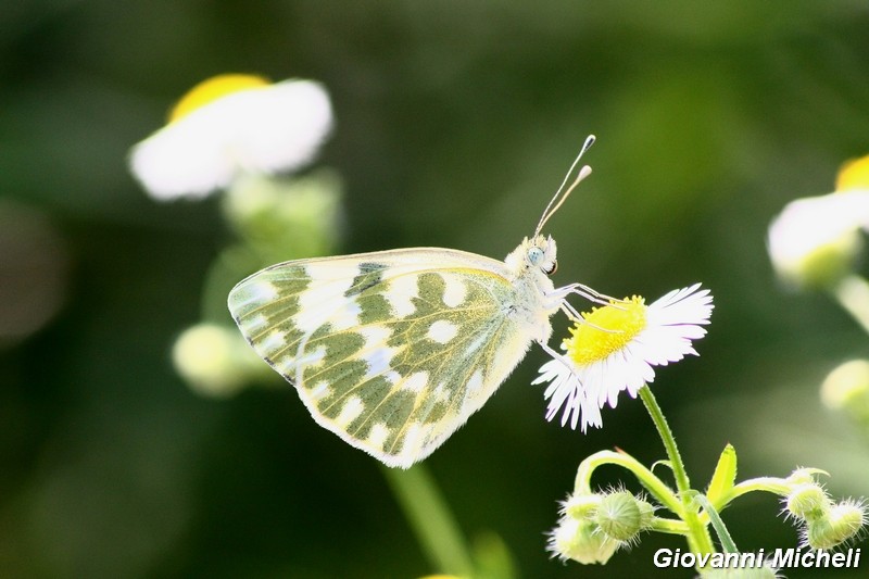 La vita in un fiore (Erigeron annuus)